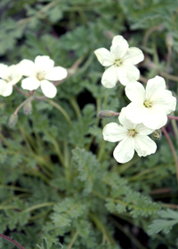 Erodium chrysanthum                     